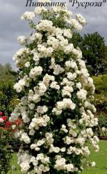 CLIMBING GARDEN BEAUTIES WHITE (Клаймин Гаден Бьютис Уайт)