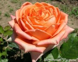 ELDORADO ЧГ (Эльдорадо)