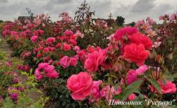 FOLLE FRAMBOISE (Фолле Фрамбуаз)