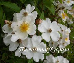 GENTILIANA (Жентилиана)