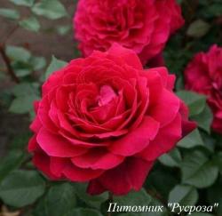 HANS RATHGEB (Ханс Ратгеб)