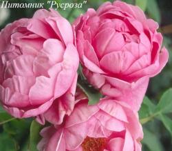 HEATHER AUSTIN (Хизер Остин)