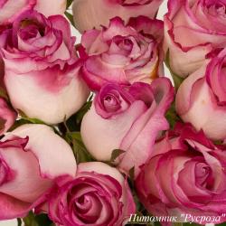 HIGH CANDY (Хай Кэнди)