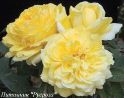 INCREDIBLE LEMON (Инкрэдэбел Лемон)