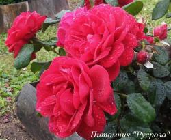 INTERPLANT RED (B-0679-17) (Интерплант Ред)