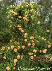 JANET INADA (Джанет Инада)