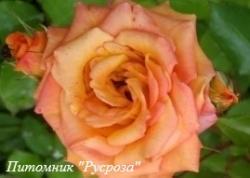 KELLY (INTERDUIVE) (Келли)