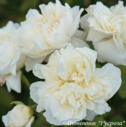 KRONPRINZESSIN VIKTORIA (Кронпринцесса Виктория)