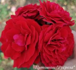 LADY RYDER OF WARSAW (Леди Райдер Оф Восоу)