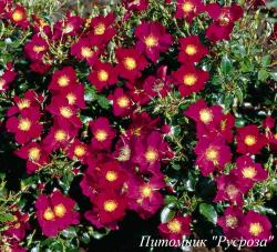 LA CURA (Ля Кура)