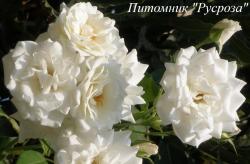 LIGHT OF TIAN SHAN (Лайт Оф Тиан Шан)