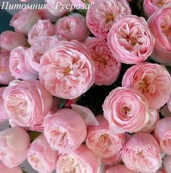 MANSFIELD PINK PARK (Мэнсфилд Пинк Пак)