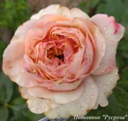 MARIA NATALE (Мария Наталэ)