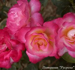 MATIN DETE (Матан Дити)