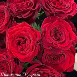 MAYRA'S RED (Мэйрас Ред)