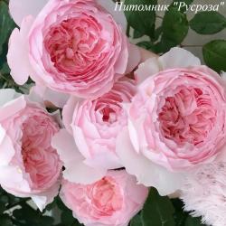 MISAKI (KEIJI) (Мисаки)