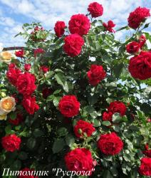 MISS SCARLET (Мисс Скарлет)