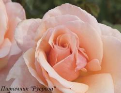 MON PEARL (Мон Пел)