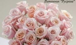 MON PEARL (Мон Пел)