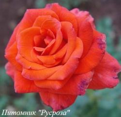 PROMINENT (Проминент)