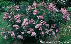 PUCCINI (LENMOS) (Пучини)