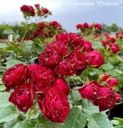 RED LACE (Ред Лэйс)