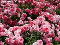 SAKURA-GASUMI (Сакура-Гасуми)