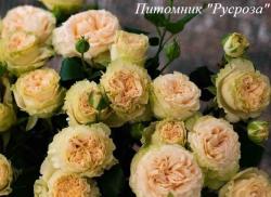 SUMMER ЧГ (Самэ)