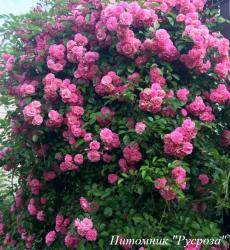 UTIGORD FALLS (Ютигод Фолс)