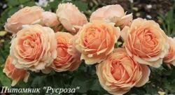 YOURS IN CONTINUED FRIENDSHIP (Ёоз Ин Континьюэд Фрэндшип)