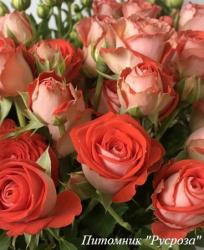 ZODIAC (SPRAY) (Зодиак)