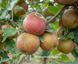 Яблоня "Белль де Боскуп" (Красавица Боскопа)