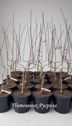 Яблоня "Белль де Боскуп" (Красавица Боскопа) U шпалера