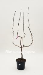 Яблоня "Гала"