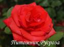CARMEN (TANEMRAC) (Кармен) ШТ 80-90