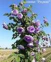 CLIMBING GARDEN BEAUTIES BLUE (Клаймин Гаден Бьютис Блю)