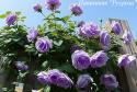 CLIMBING GARDEN BEAUTIES BLUE (Клаймин Гаден Бьютис Блю)