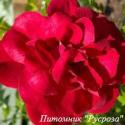 CLIMBING GARDEN BEAUTIES RED (Клаймин Гаден Бьютис Ред)