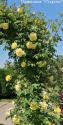 CLIMBING GARDEN BEAUTIES YELLOW (Клаймин Гаден Бьютис Йеллоу)