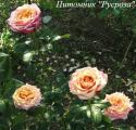 CHERRY BRANDY 85 (Черри Брэнди 85)