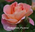 DORNBURGER SCHLOSSROSE (Дорнбурге Шлоссрозе) ШТ 80-90