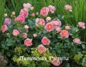 DORNBURGER SCHLOSSROSE (Дорнбурге Шлоссрозе) ШТ 80-90