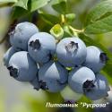 Голубика "Легаси" КРУПНОМЕР 7-8 ЛЕТ