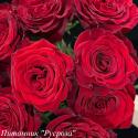 MAYRA'S RED (Мэйрас Ред)