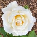 MARY BERRY ROSE (Мэри Бэри Роуз)