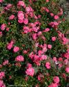 PALMENGARTEN FRANKFURT (KORSILAN) (Пальменгартен Франкфурт)