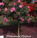 PALMENGARTEN FRANKFURT (KORSILAN) (Пальменгартен Франкфурт)