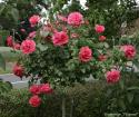 ROSARIUM UETERSEN (Розариум Ютерзен)