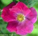 ROSA GALLICA (RED ROSE) (Роза Галлика)