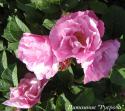 ROSA RUGOSA PINK (Роза Ругоза Пинк)